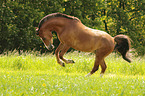 galloping Welsh Cob