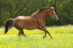 galloping Welsh Cob