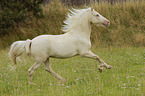 galloping Welsh Cob