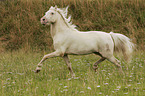 trotting Welsh Cob