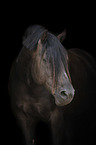 Welsh Cob Portrait