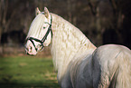 Welsh Cob stallion