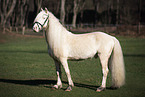Welsh Cob stallion
