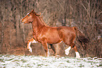 Welsh Cob mare