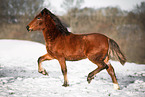 young Welsh Cob