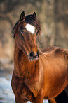 Welsh Cob mare