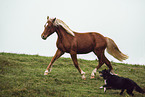 dog and horse