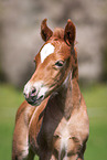 Welsh Cob foal
