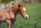 Welsh Cob foal