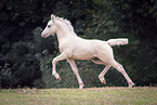 Welsh Cob foal