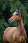 Welsh Cob mare