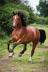 Welsh Cob mare