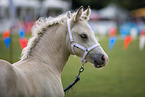 Welsh Cob