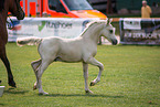 Welsh Cob
