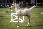 Welsh Cob