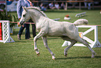 Welsh Cob