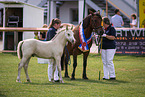 Welsh Cob