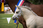 Welsh Cob