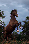 Welsh Cob