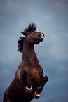 Welsh Cob