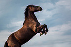 Welsh Cob