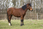 Welsh-Cob mare