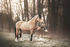 Welsh Cob