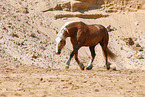 Welsh Cob