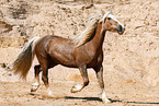 Welsh Cob