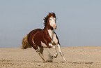Welsh Cob