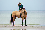 Welsh Cob