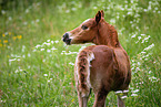 Welsh Cob foal