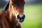 Welsh Cob foal