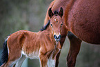 Welsh Cob foal