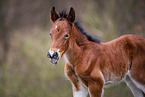 Welsh Cob foal