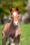 Welsh Cob foal