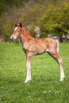 Welsh Cob foal