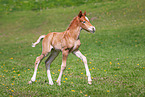 Welsh Cob foal