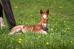 Welsh Cob foal