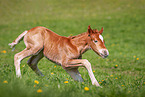 Welsh Cob foal