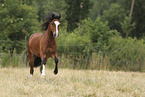 Welsh Cob