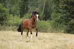 Welsh Cob