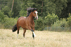 Welsh Cob