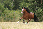 Welsh Cob