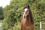 Welsh Cob