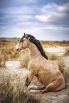 Welsh Cob