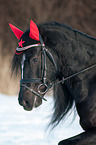 woman rides Welsh D