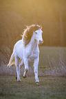 running Welsh D Pony