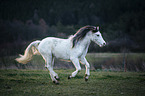 running Welsh D Pony