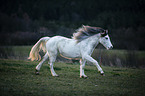 running Welsh D Pony